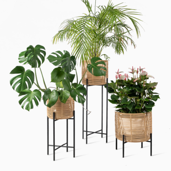 Vincent Sheppard Vivi plantenstandaards van natuurlijk rotan met zwarte metalen frames, met verschillende kamerplanten waaronder monstera, palm en anthurium.