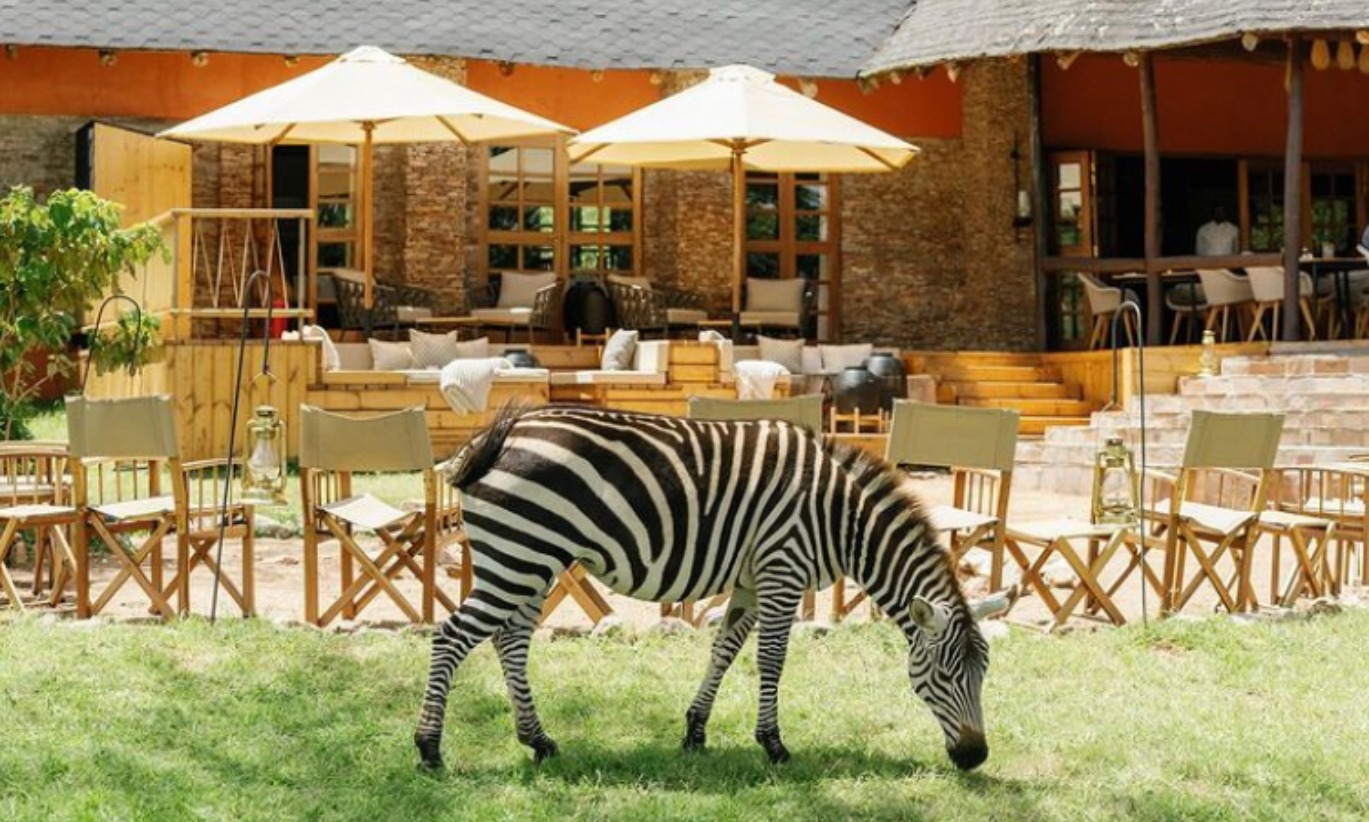 A zebra grazing on the lawn in front of the Bushtop Camps in Tanzania, with Leo lounge chairs, Tika lanterns, and Remi dining chairs visible in the background.