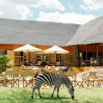 A zebra grazing on the lawn in front of the Bushtop Camps in Tanzania, with Leo lounge chairs, Tika lanterns, and Remi dining chairs visible in the background.