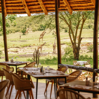 Uitzicht vanuit het eetgedeelte van Bushtops Camp in Tanzania, met Remi eetstoelen rond Leo eettafels, en giraffen en ander wild zichtbaar in de verte.